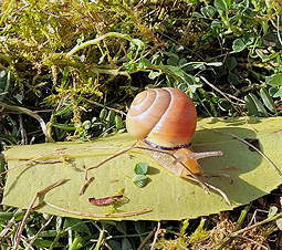 schnecke